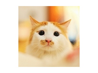 全国花粉过敏预警地图来了，专家支招预防过敏